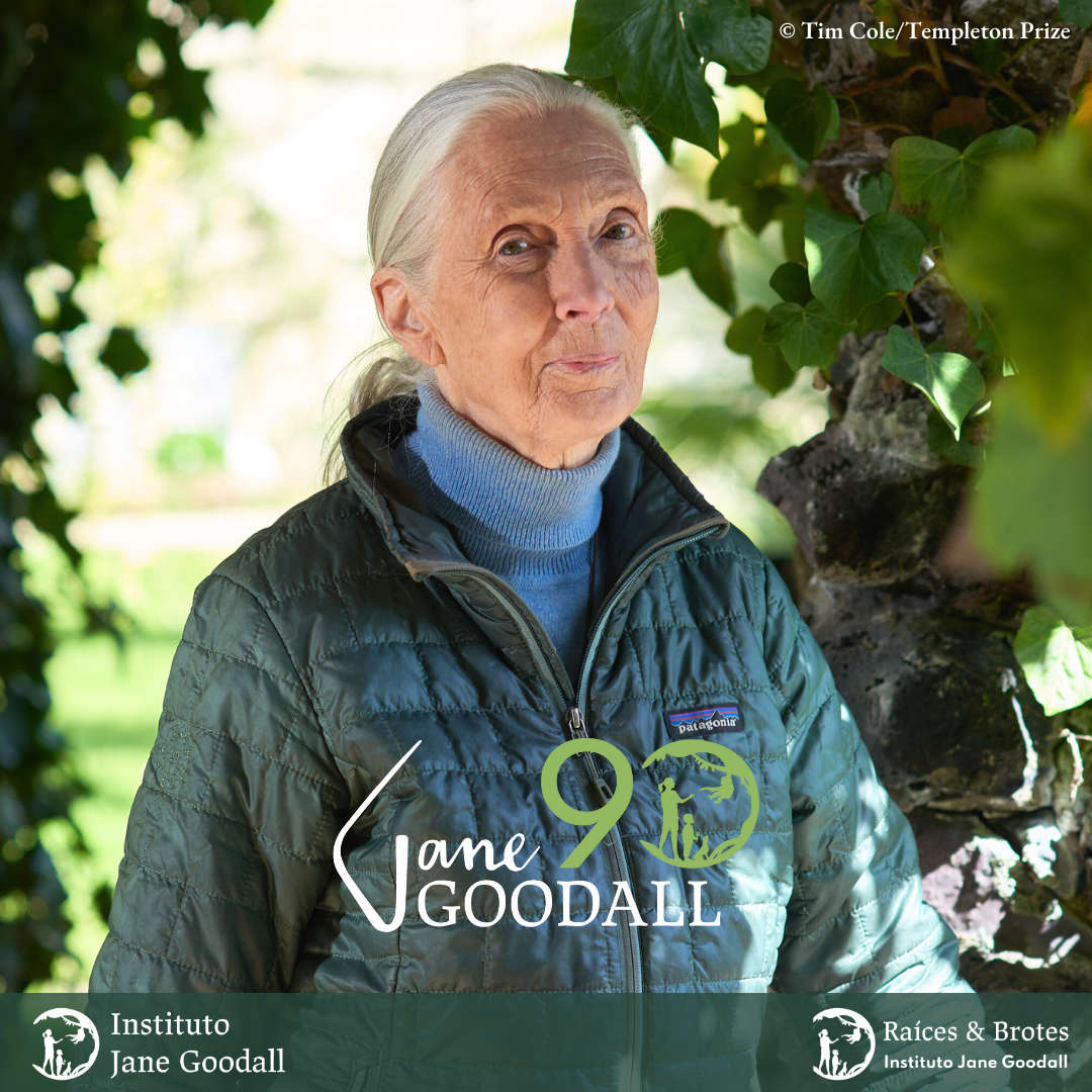 ¡La Dra. Jane Goodall cumple 90 años!