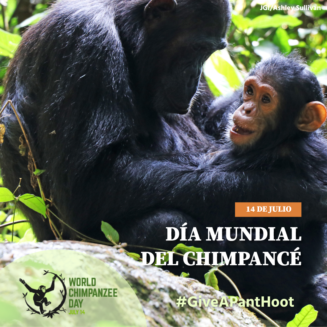 ¡Celebramos el Día Mundial del Chimpancé!