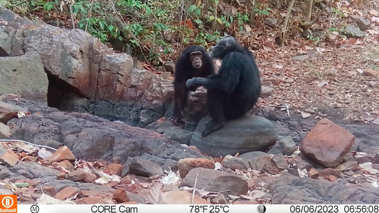 Fototrampeo para conocer y proteger a los chimpancés más amenazados en Senegal