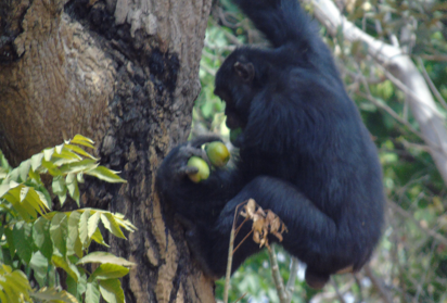 Primeras observaciones de consumo de cultivos por chimpancés de sabana