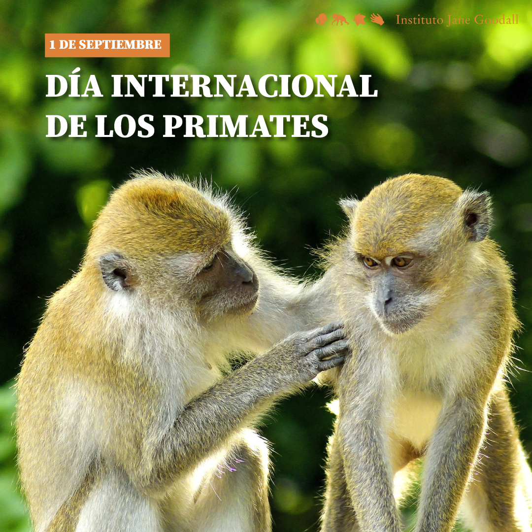 ¡Día Internacional de los Primates!