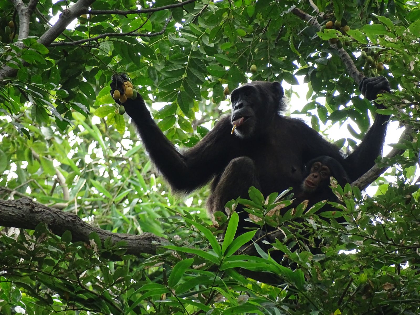 Una especie sin fronteras: lo que revela la genética sobre la historia de los chimpancés