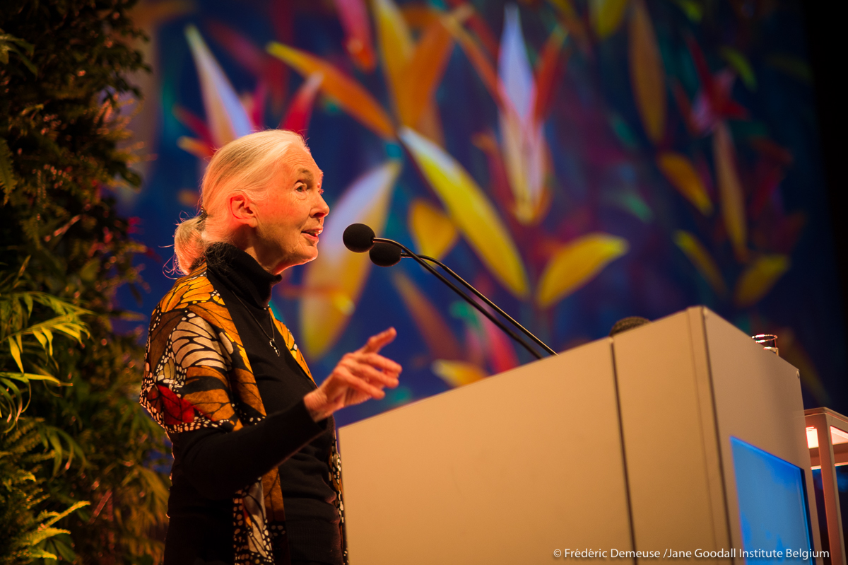 Jane Goodall, nombrada "Defensora de la COP26"