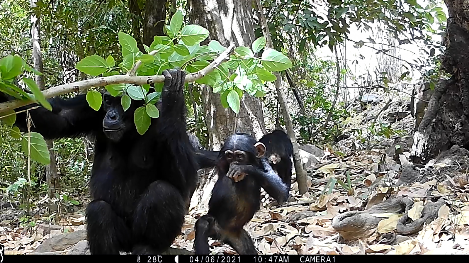 Descubriendo el mundo secreto de los chimpancés