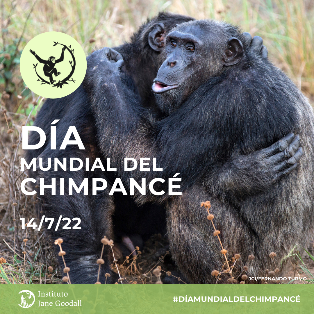 ¡Celebramos el Día Mundial del Chimpancé! 