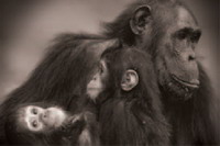 Chimpancé