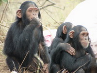 Chimpancés
