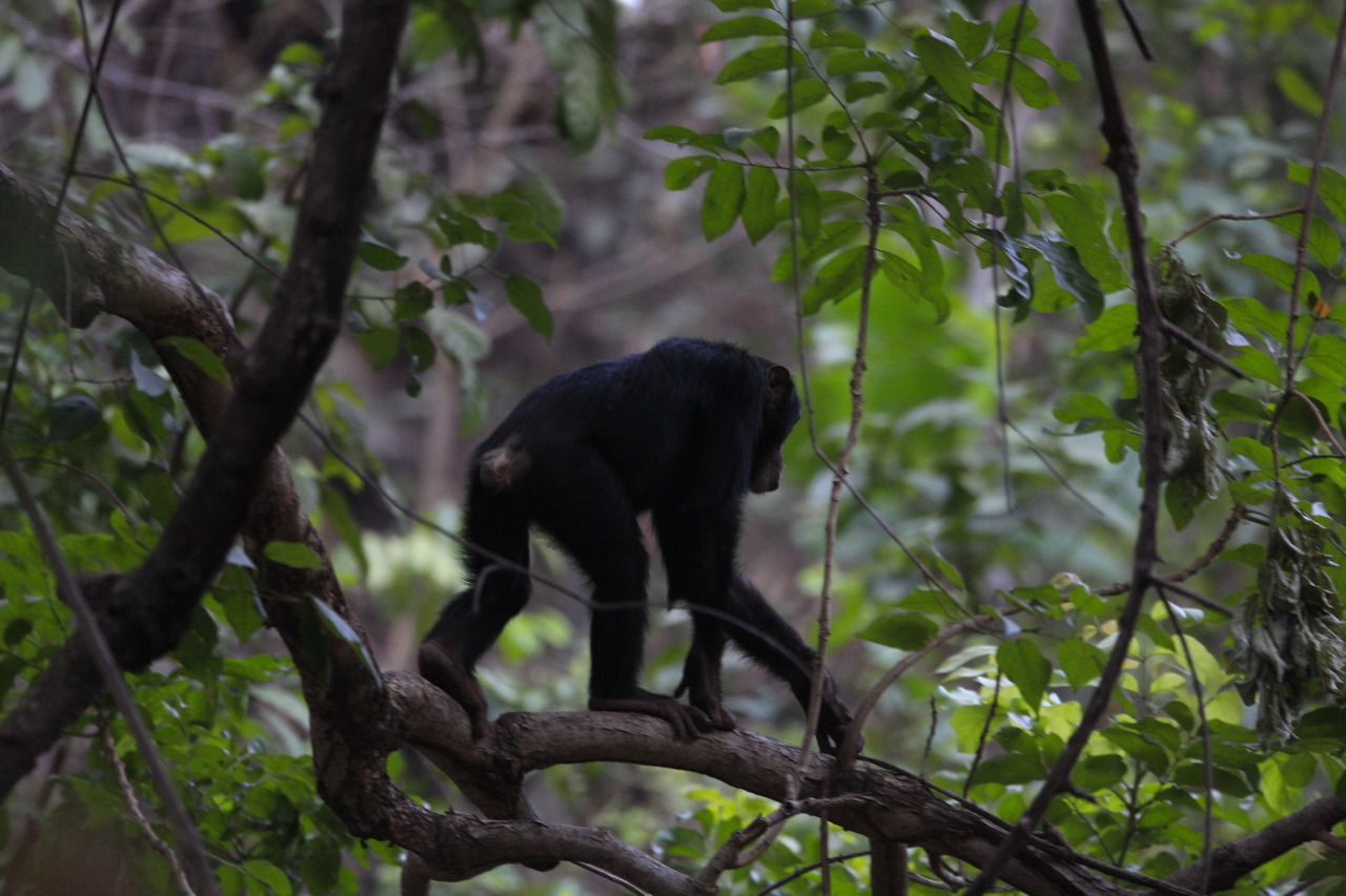 Apoyamos la conservación de los chimpancés en Senegal
