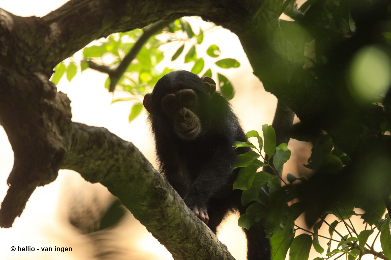 Los chimpancés presentan un mayor repertorio conductual en entornos más variables