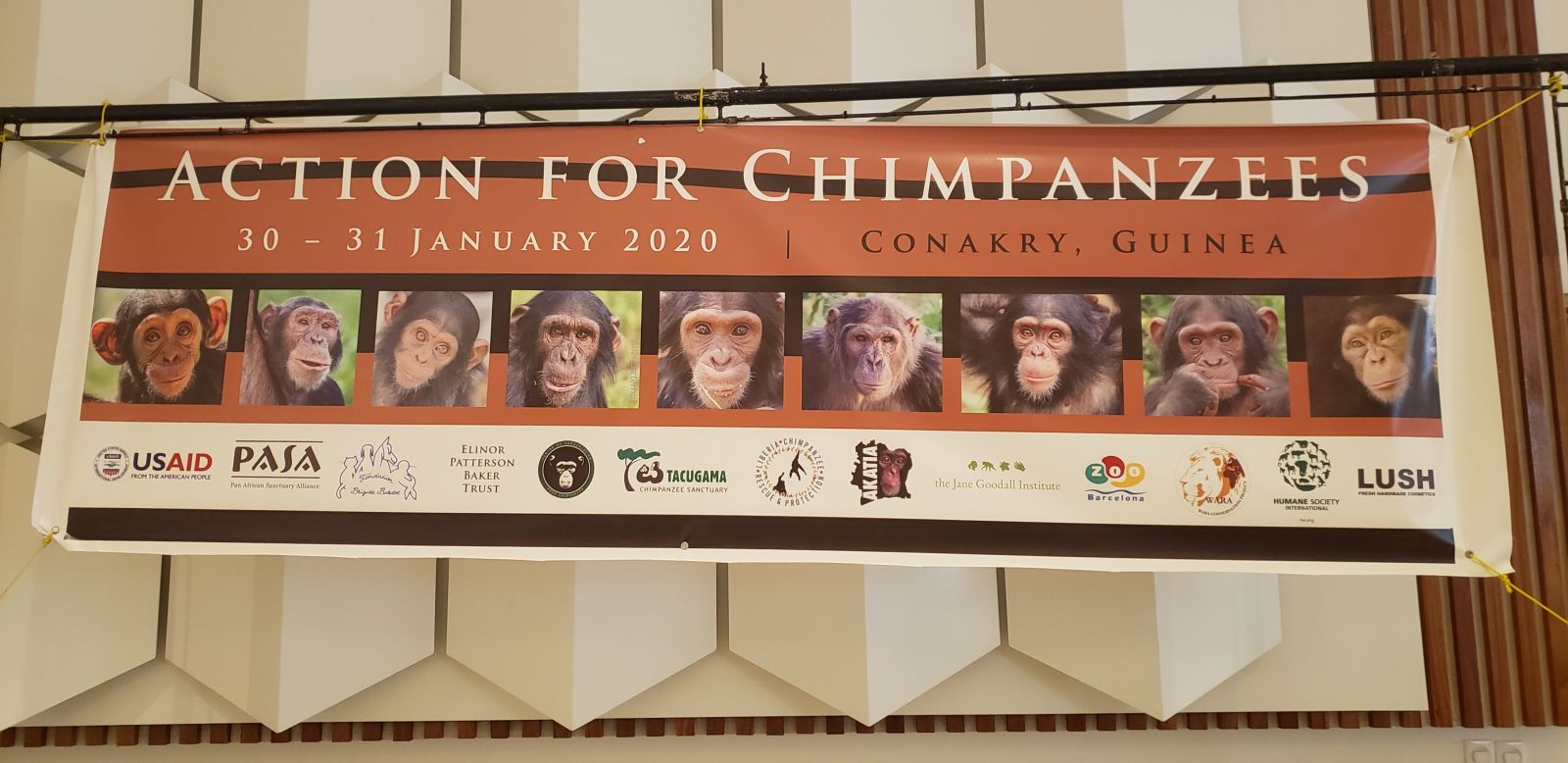 Reunión en Guinea contra el tráfico de chimpancés en África