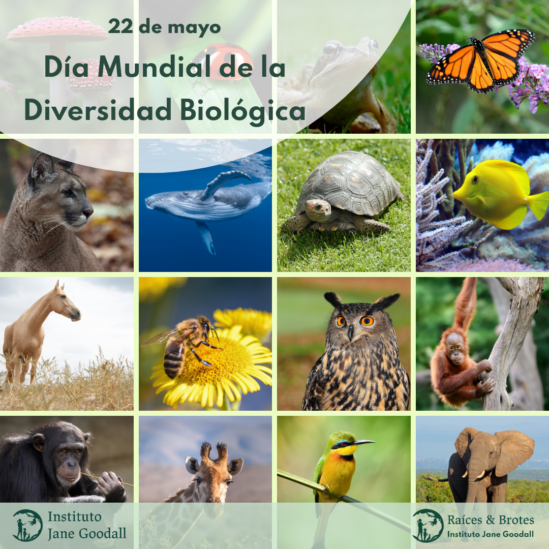 Día de la Biodiversidad: La importancia de proteger la red de la vida