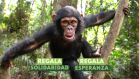 Esta Navidad regala un futuro para los chimpancés rescatados