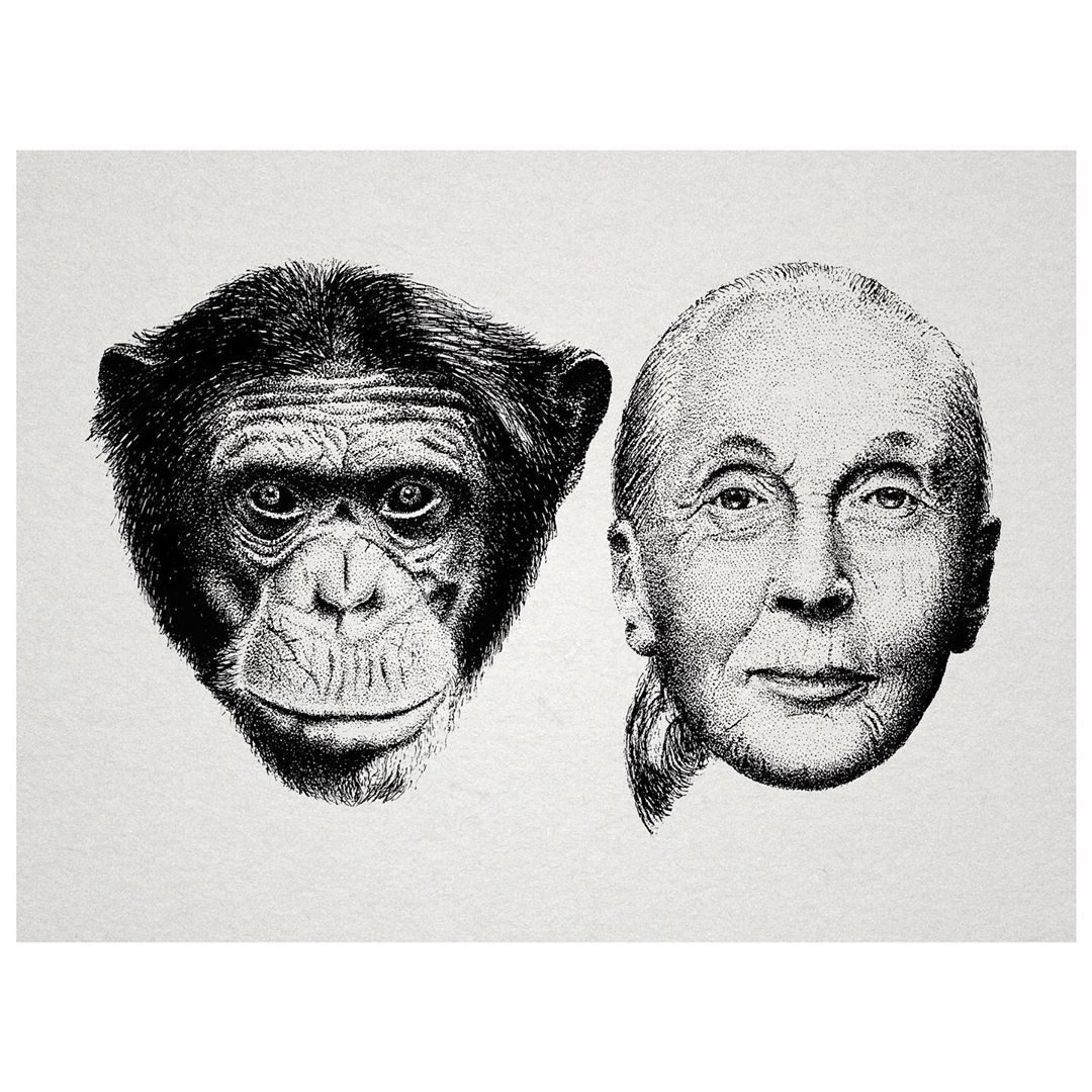 ¡Demuestra tu arte en el Día Mundial del Chimpancé!