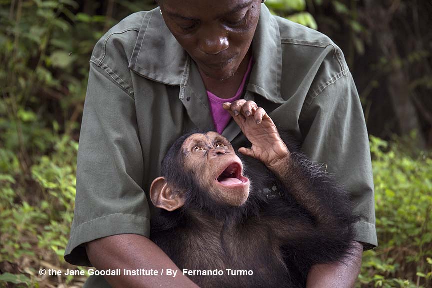 ¡Rescatamos el pequeño George en Congo!