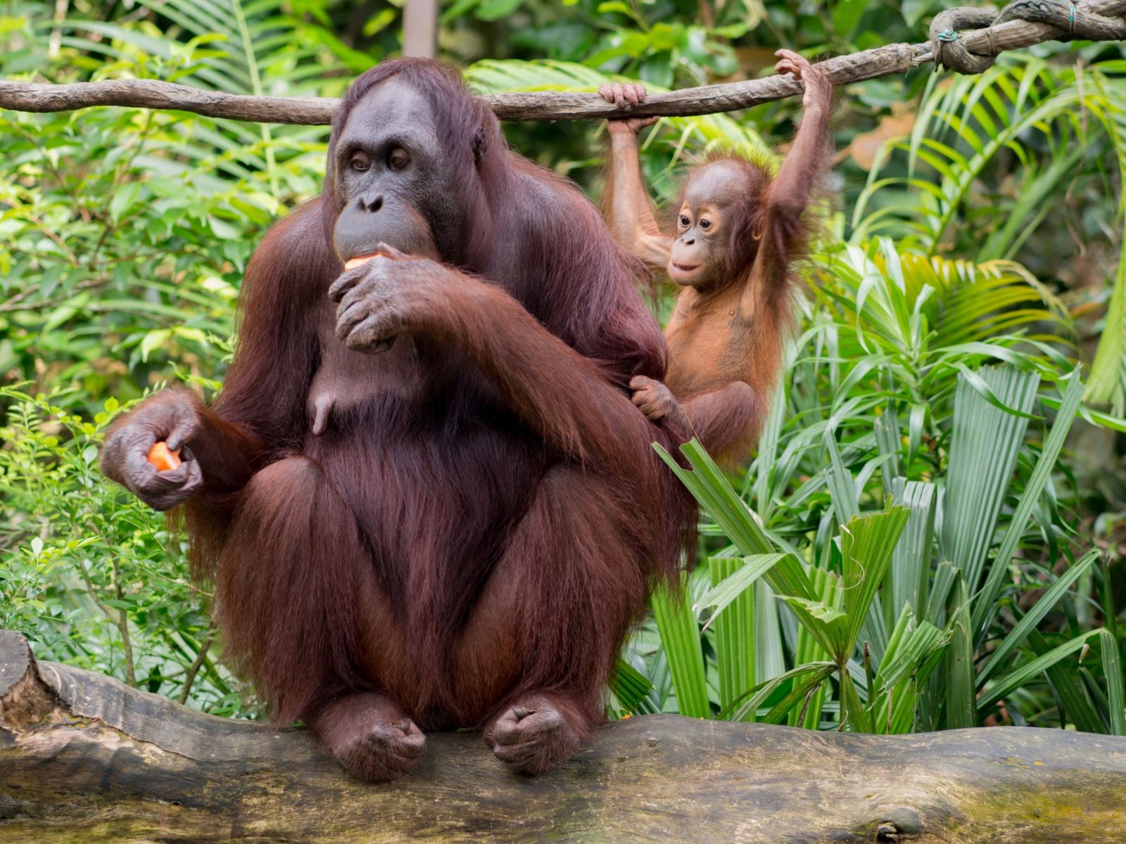 Condenamos el asesinato de un bebé orangután en un zoo de Suiza 