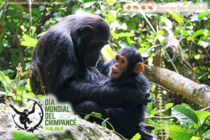 ¡Celebramos el Día Mundial del Chimpancé y el 60º aniversario de la llegada de Jane a Gombe!