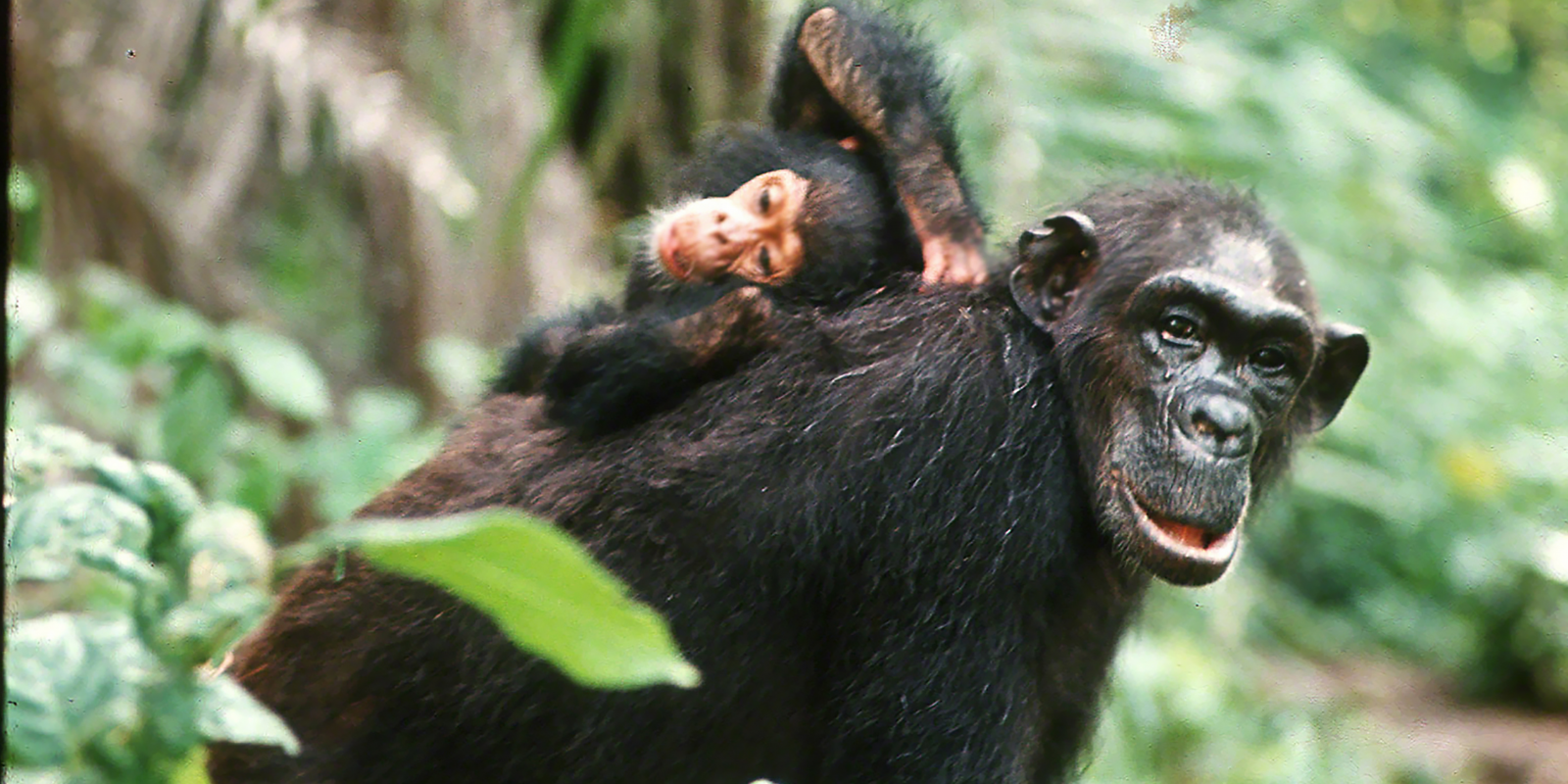 ¡Celebramos el Día de la Madre chimpancé!