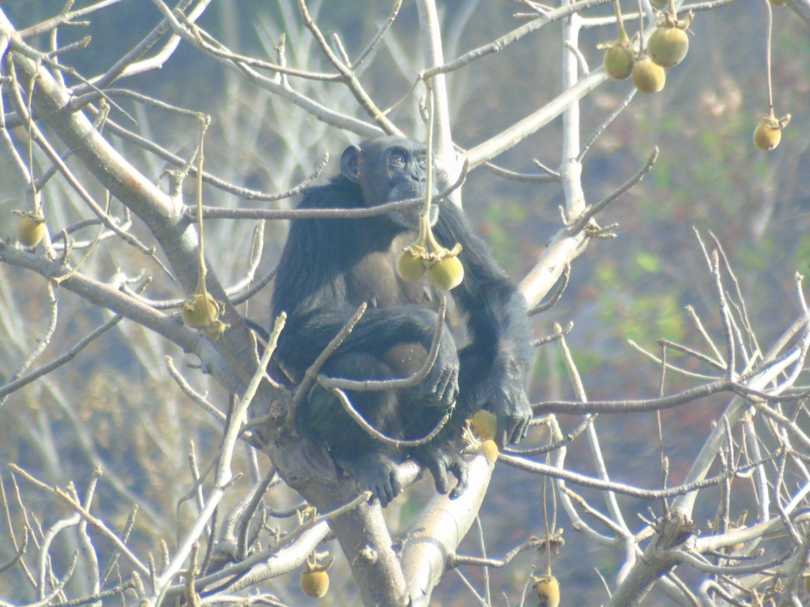 Los chimpancés se adaptan genéticamente a sus hábitats locales