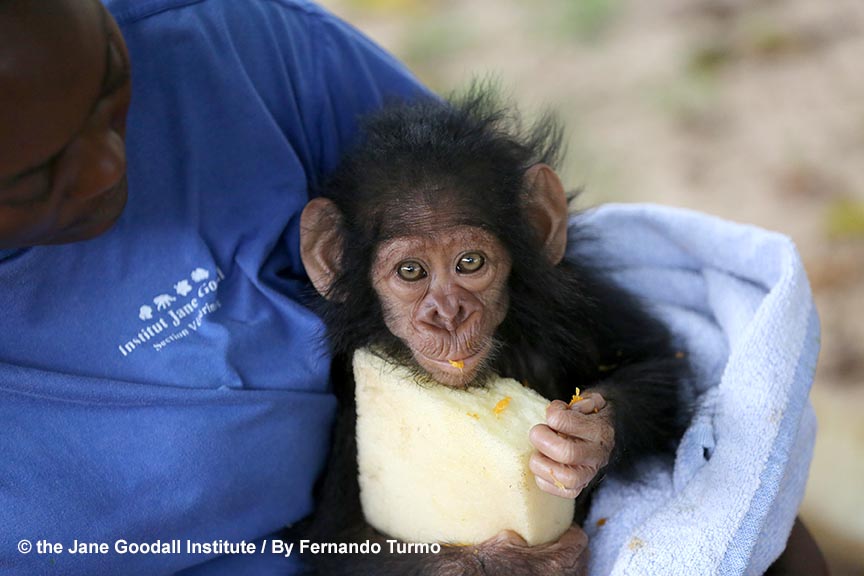 ¡Ayúdanos a cuidar de Kabi, bebé chimpancé rescatado en Congo!