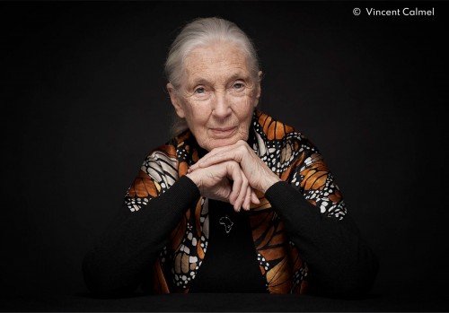La Dra. Jane Goodall, renombrada etóloga y activista, fallece a los 91 años