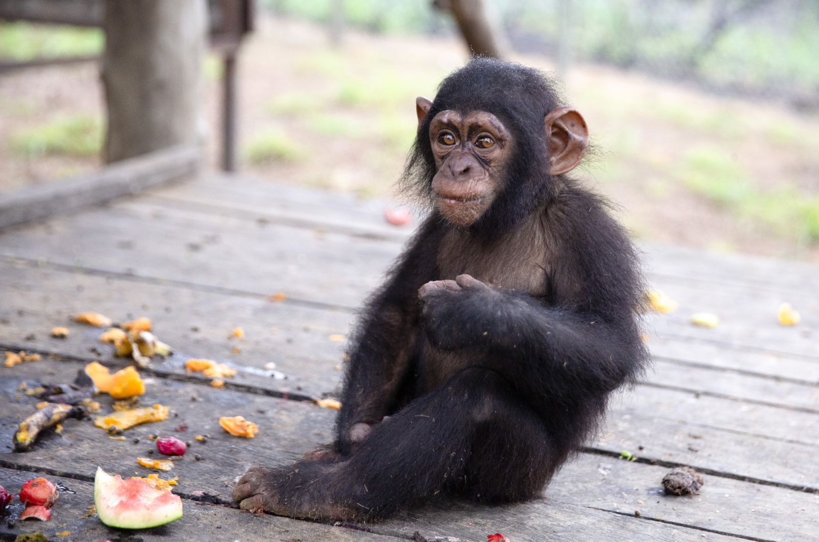 Últimos rescates de bebés chimpancés en Angola