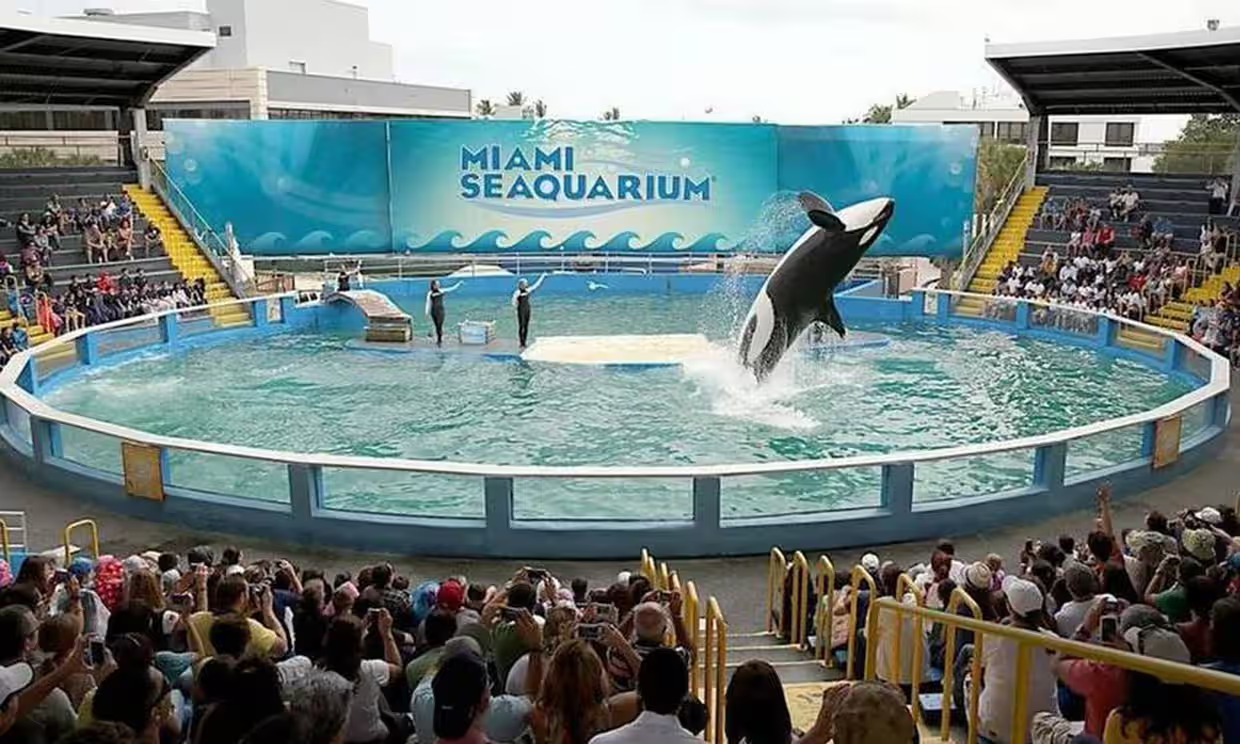 El IJG pide una prohibición mundial e inmediata del cautiverio de cetáceos