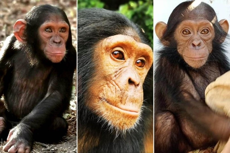 Tras los pasos de los 3 chimpancés secuestrados en la RDC