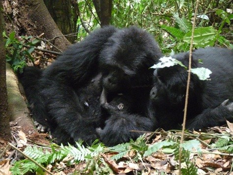 Día Mundial del Gorila: primos evolutivos en peligro
