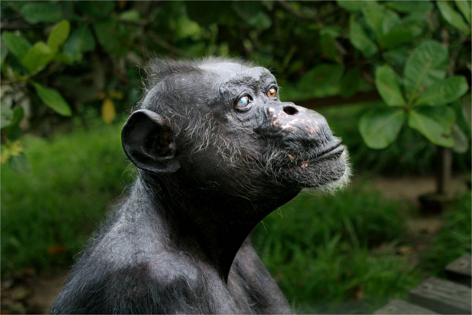 Recordando a Gregoire, el chimpancé más viejo de África