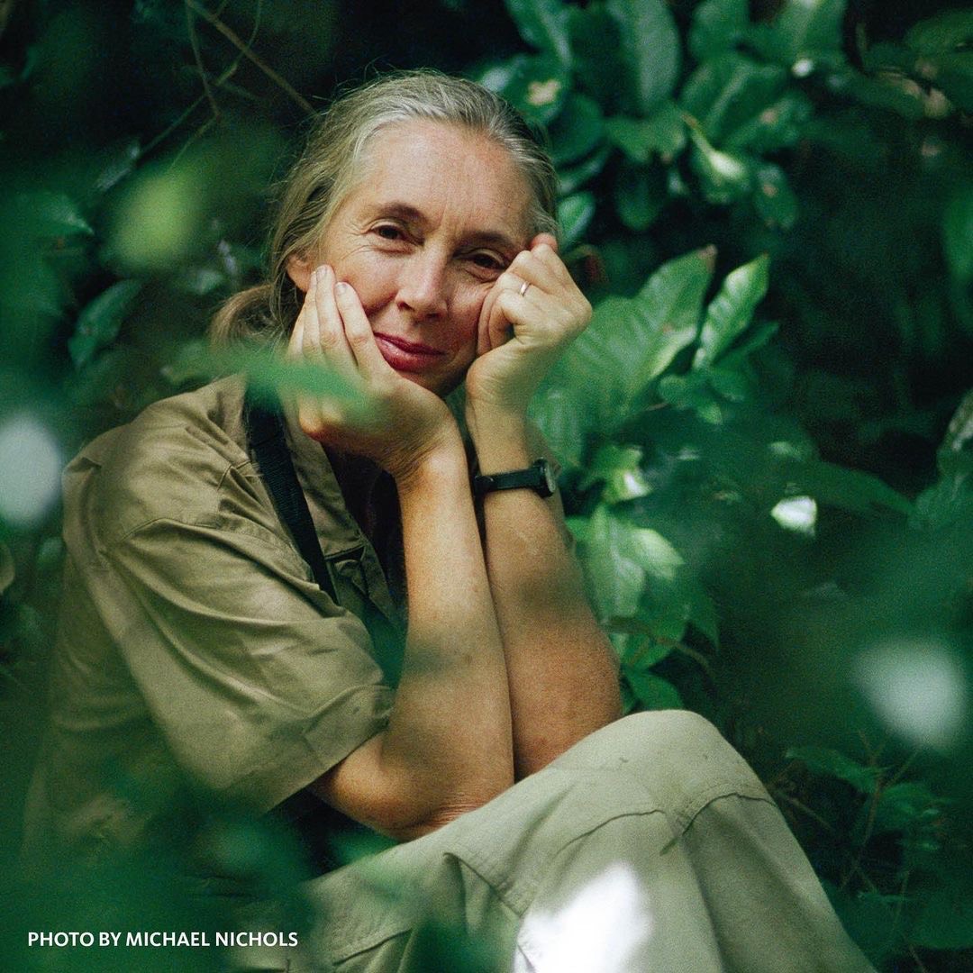 ¡Felices 89, Dra. Jane Goodall!