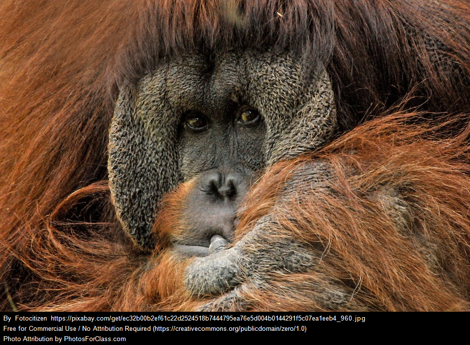 En el #DíaDelOrangután, di #NoAlAceiteDePalma para salvar la especie de la extinción