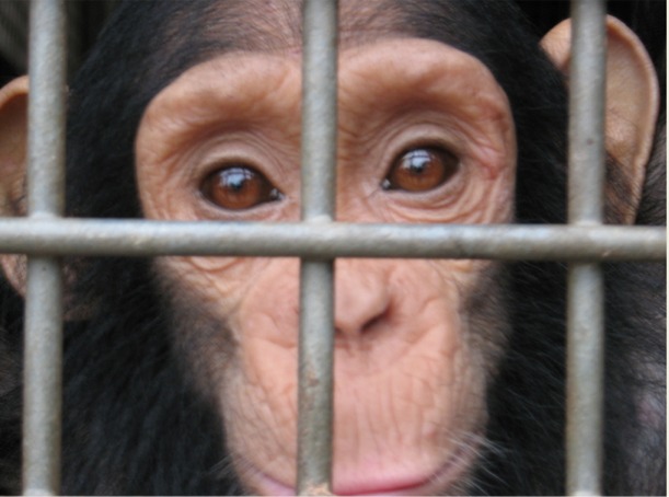 El tráfico ilegal de chimpancés y bonobos