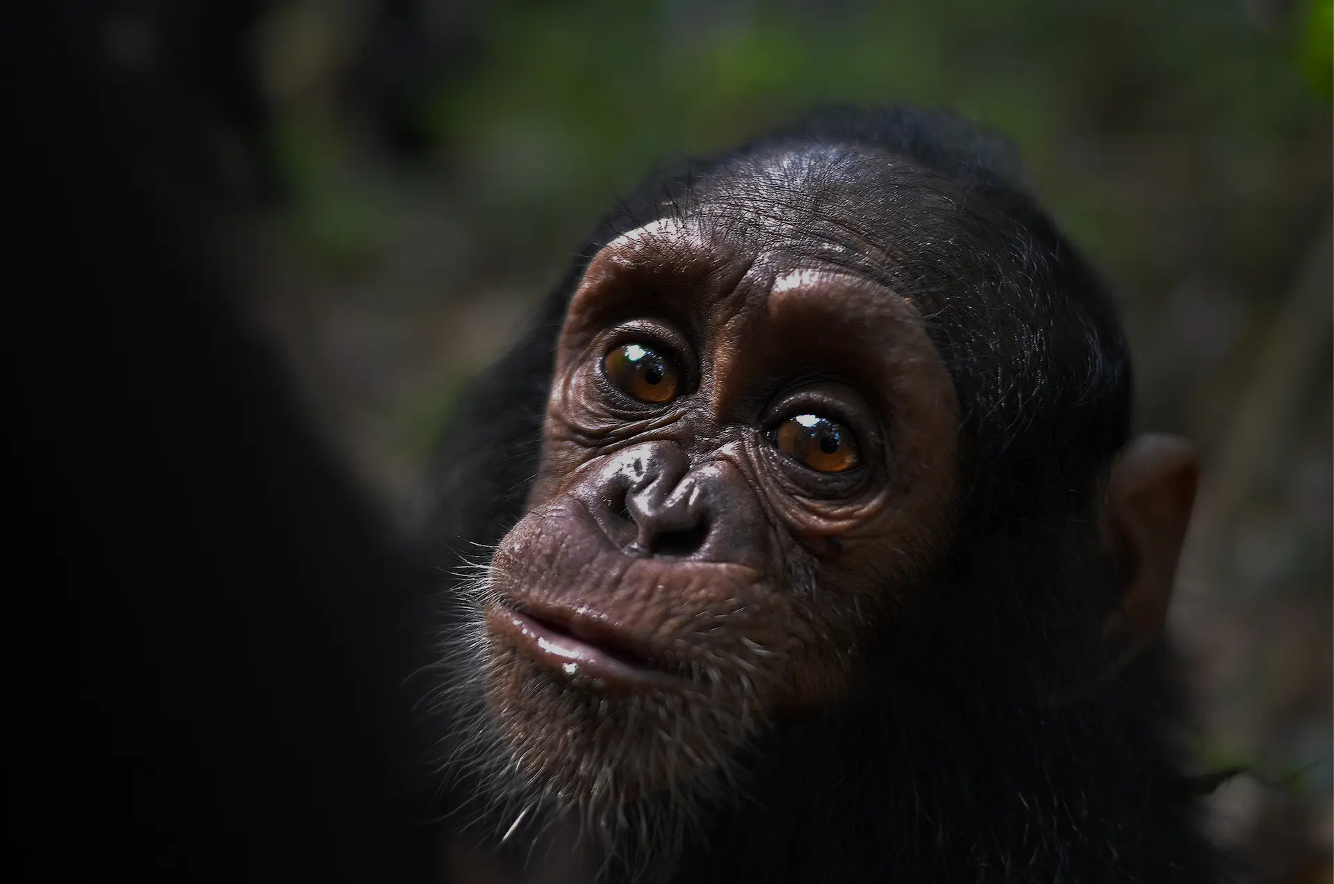Instituto Jane Goodall